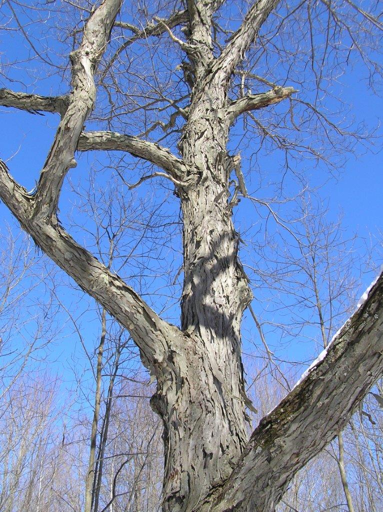 1 Bolton Flats Bolton Trails