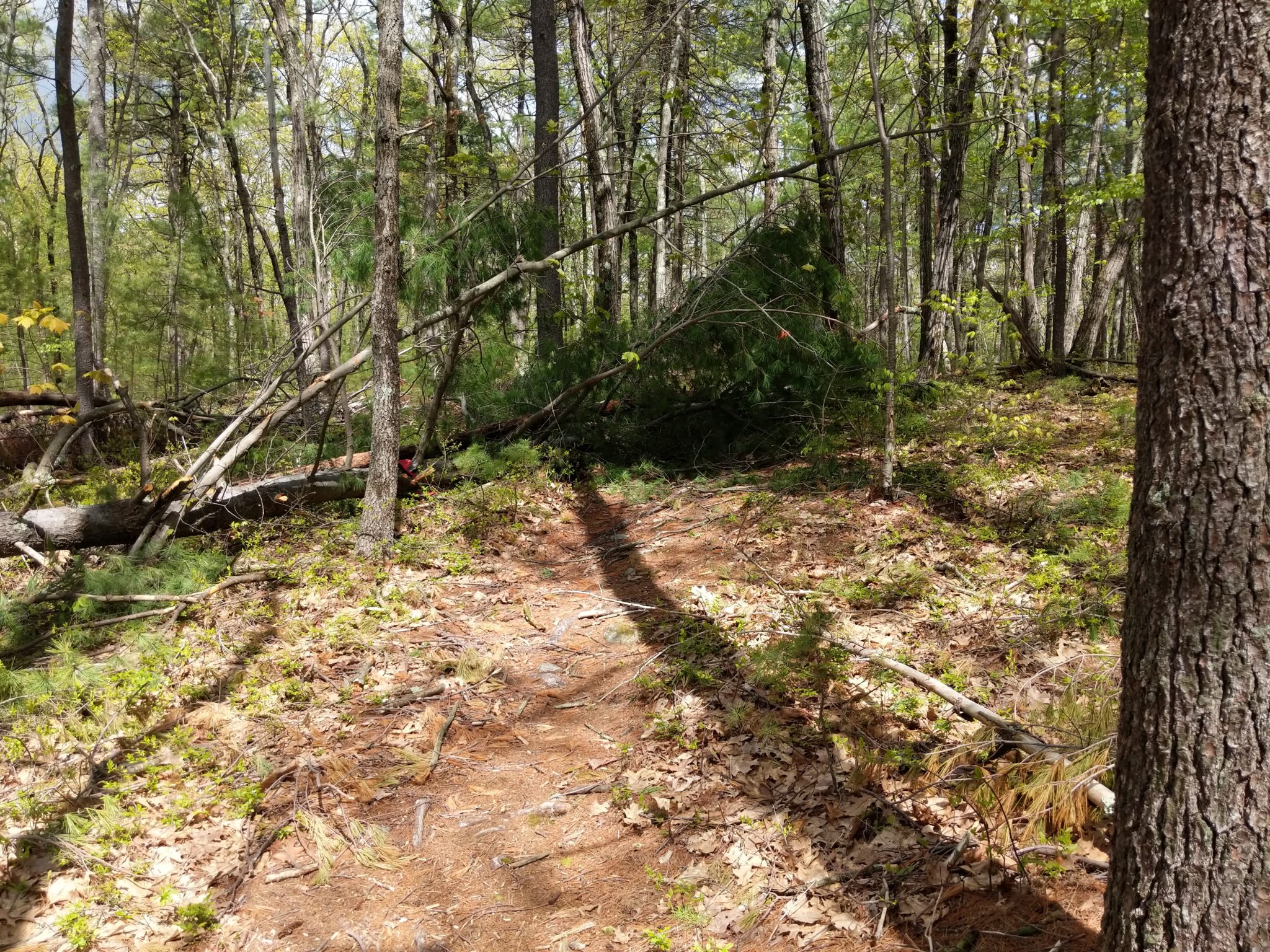 Blocked Trails cleared at Powder House Hill and the Old Town Road