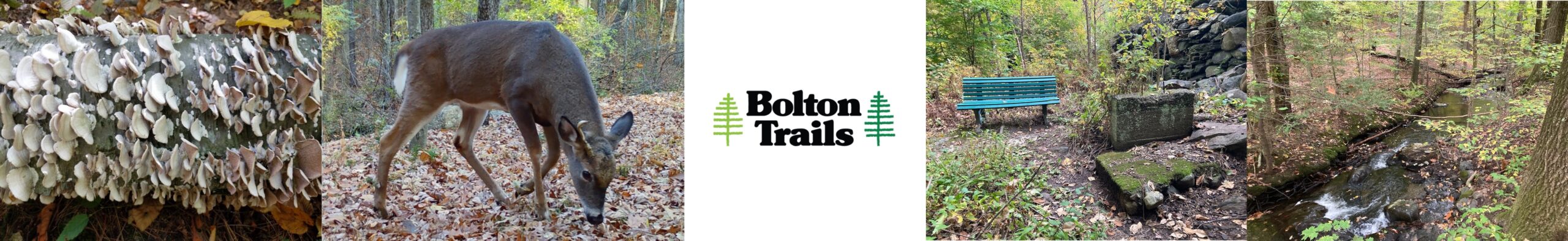 Bolton Trails